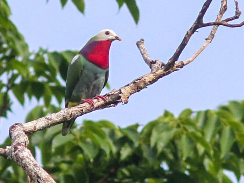 Paloma-fruta Cabeciblanca