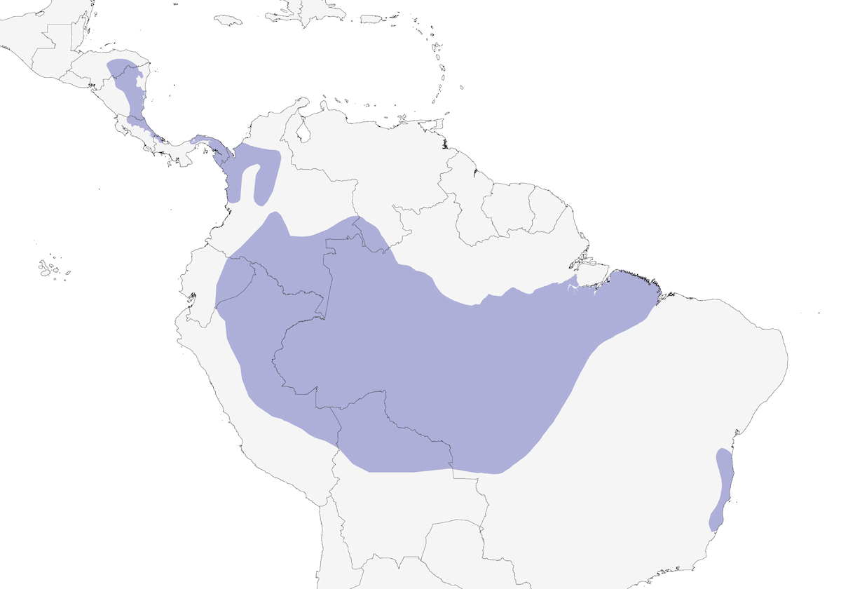 Monja frentiblanca, Distribución 1