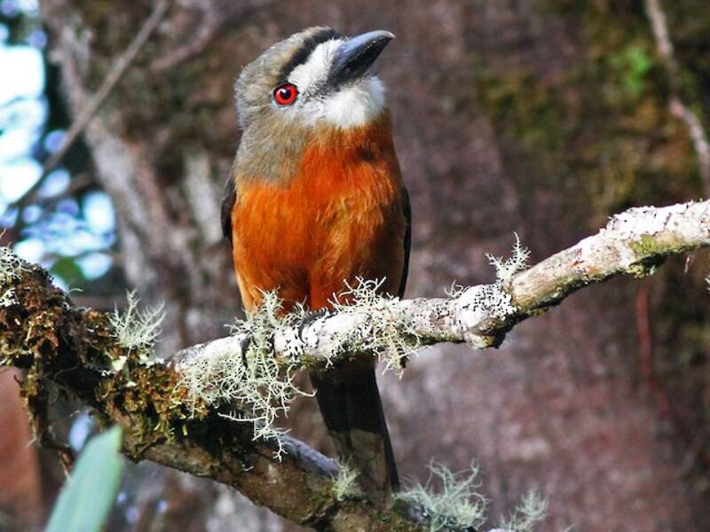 Monachina dalla faccia bianca, Foto 3