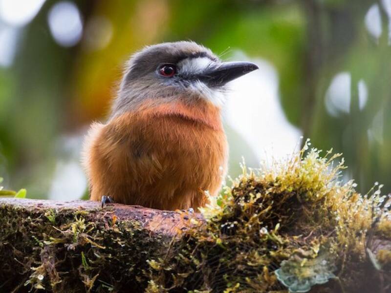 Monachina dalla faccia bianca, Foto 2