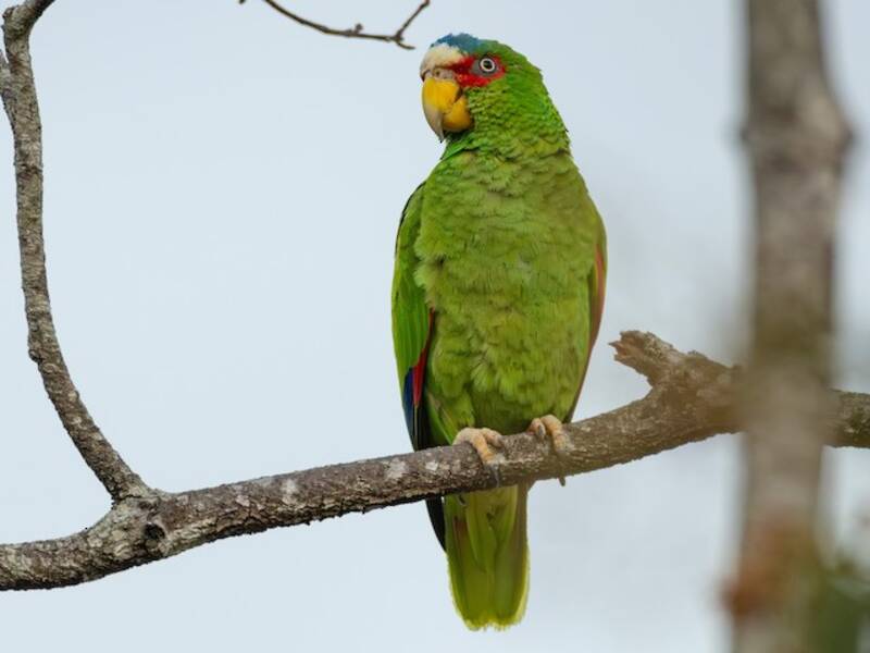 White-fronted Amazon, Photos 4