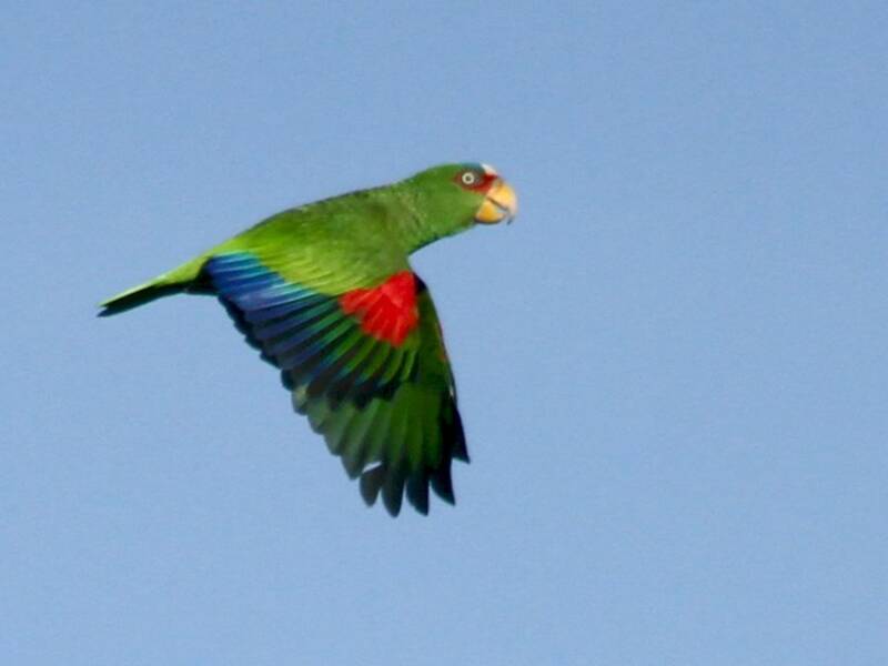 White-fronted Amazon, Photos 2