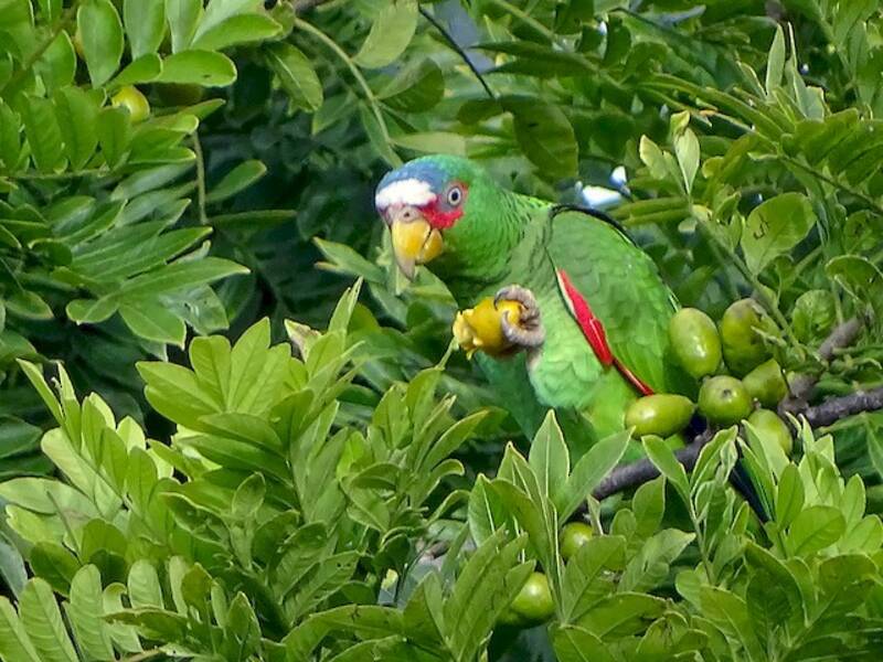 White-fronted Amazon
