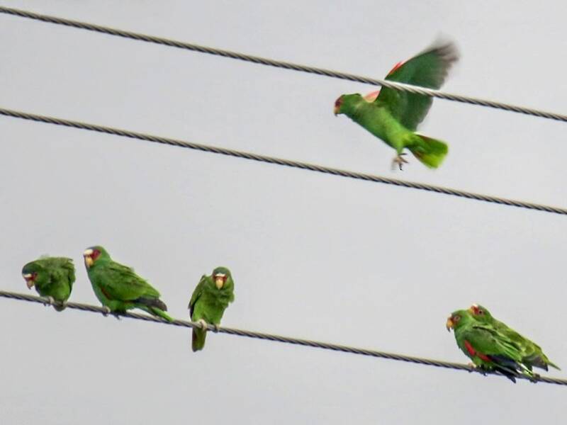 White-fronted Amazon, Photos 3