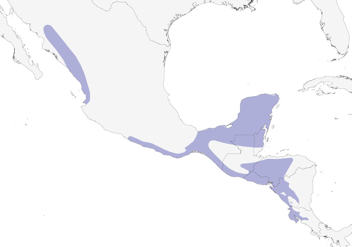 White-fronted Amazon, Distribution 1