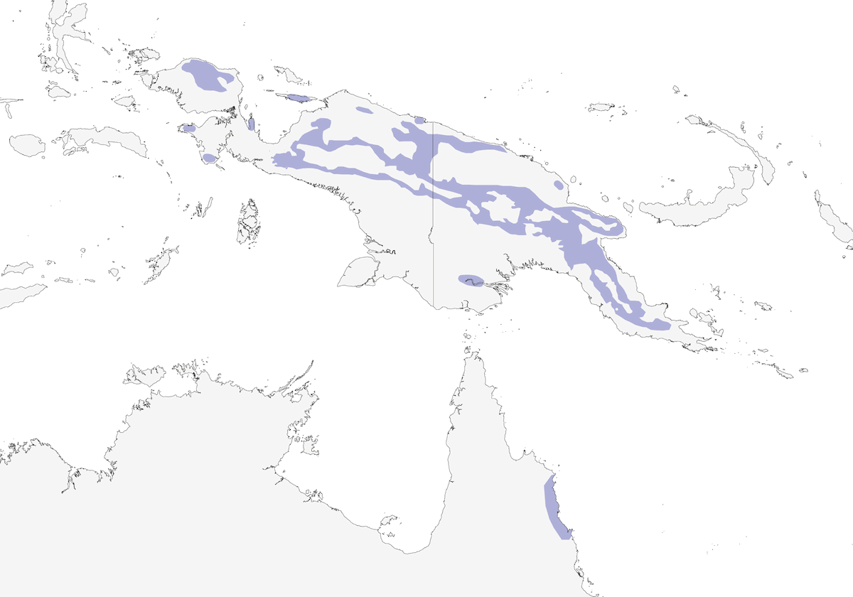 Petirrojo Cariblanco, Distribución 1