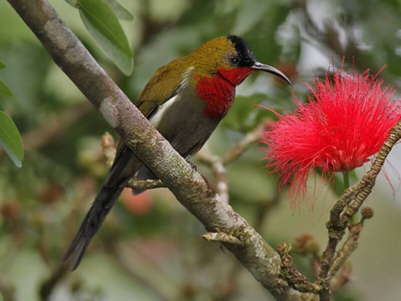 Nettarinia dai fianchi bianchi, Foto 3
