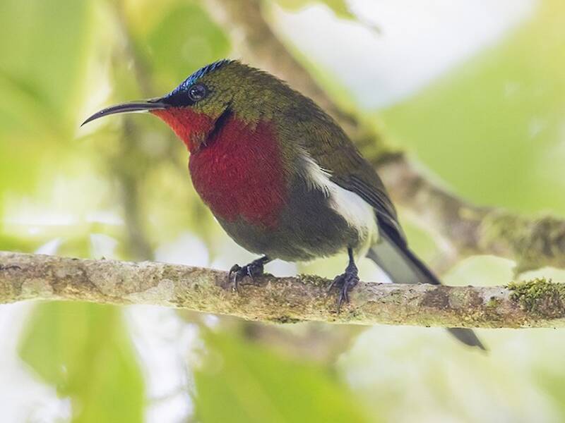 Nettarinia dai fianchi bianchi