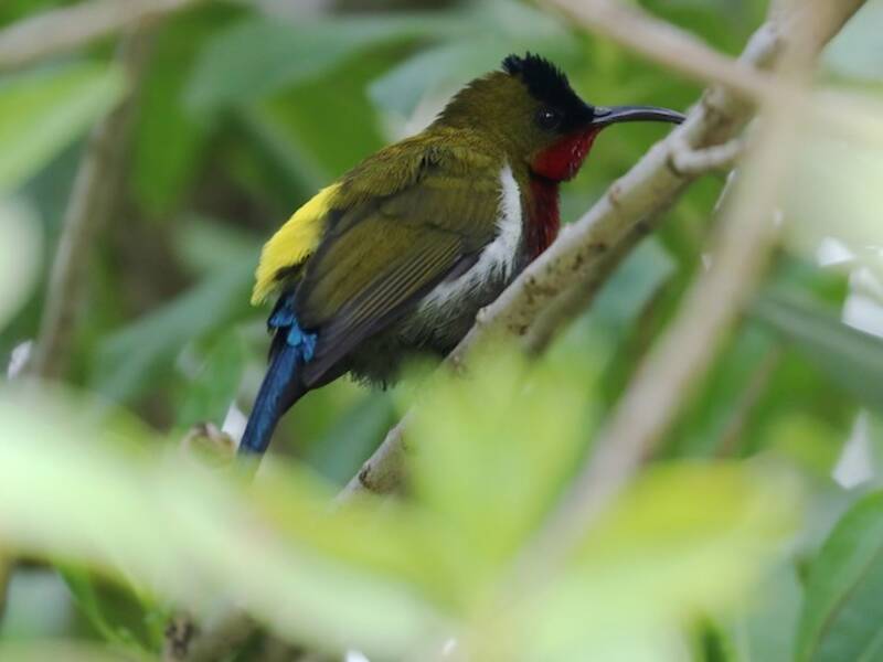 Nettarinia dai fianchi bianchi, Foto 4