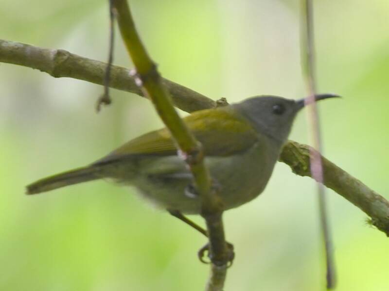 Nettarinia dai fianchi bianchi, Foto 2
