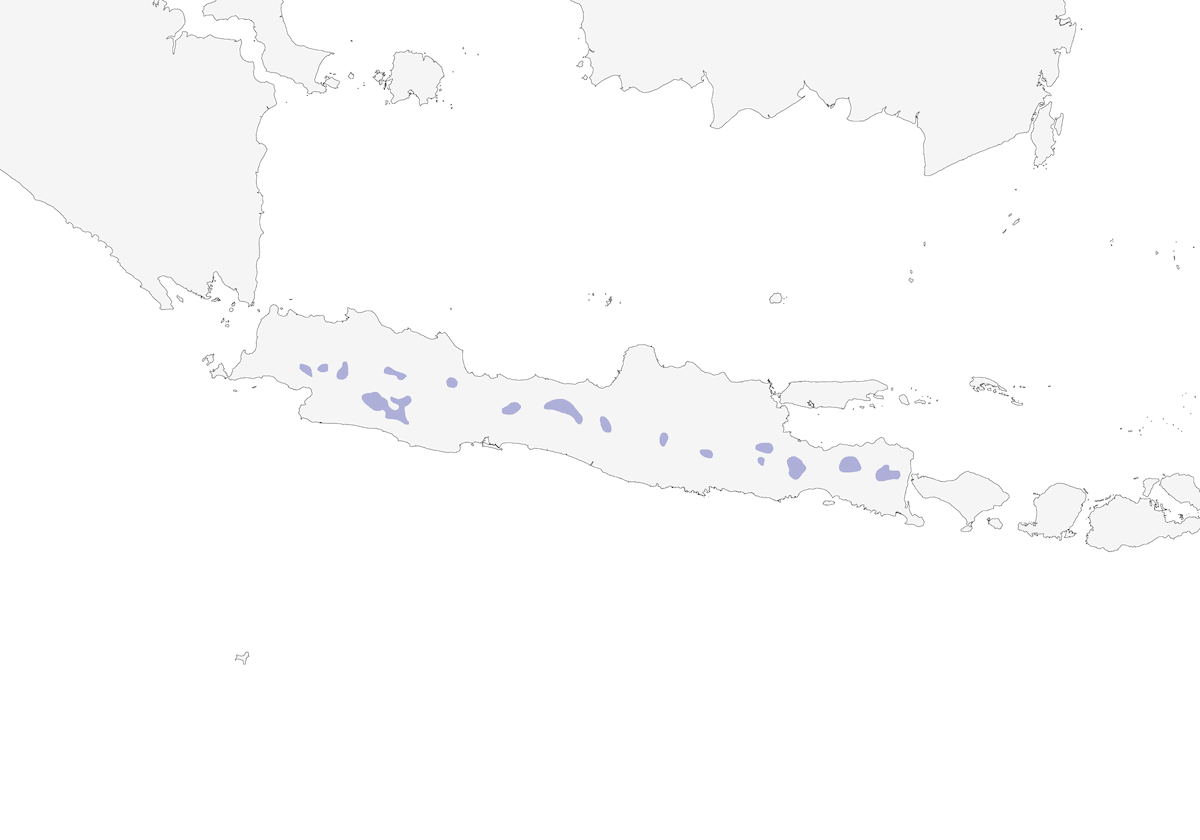 Nettarinia dai fianchi bianchi, Distribuzione 1