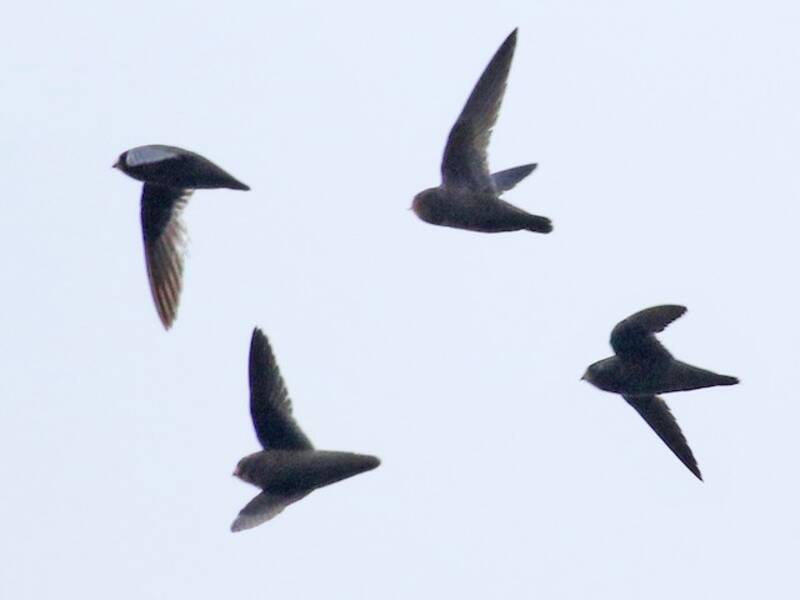 White-fronted Swift