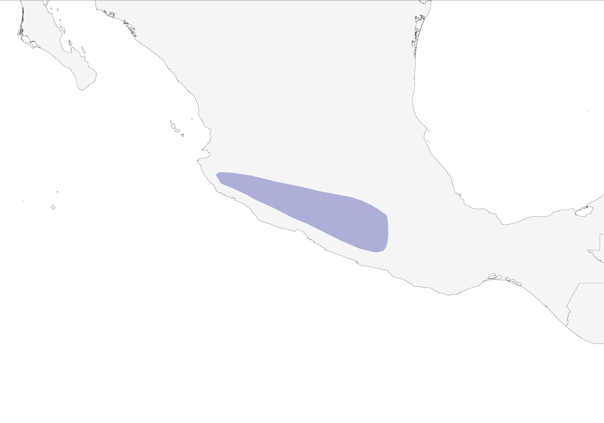 Vencejo Frentiblanco, Distribución 1