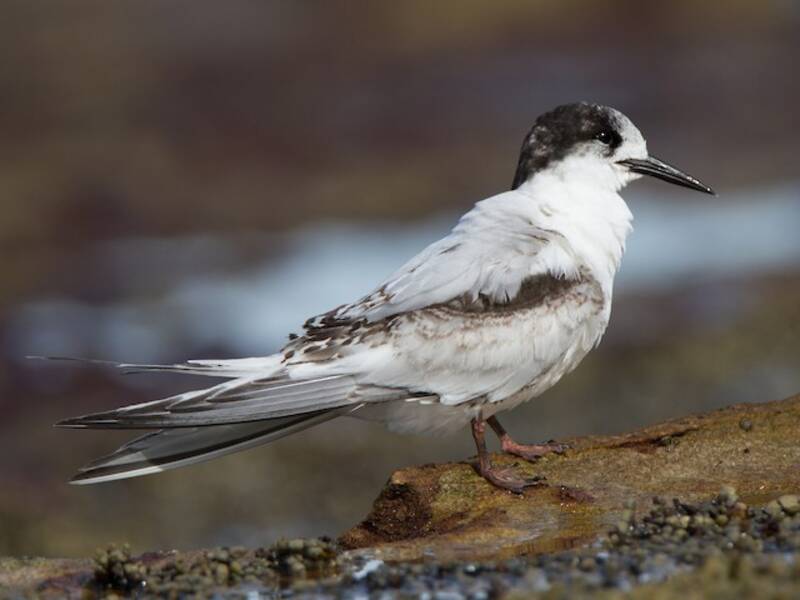 White-fronted Tern (Sterna striata)
