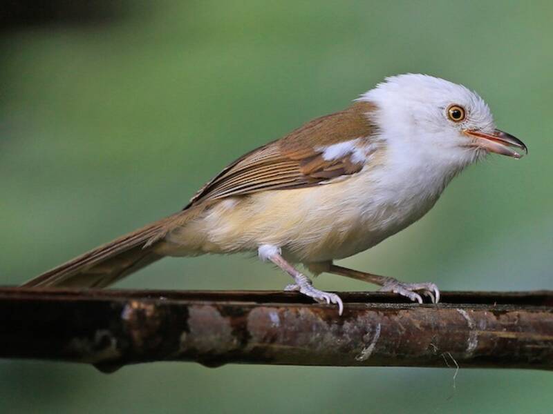 White-hooded Babbler, Photos 3