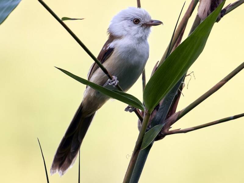 White-hooded Babbler, Photos 4