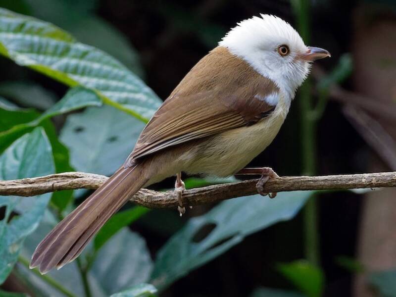 White-hooded Babbler, Photos 2