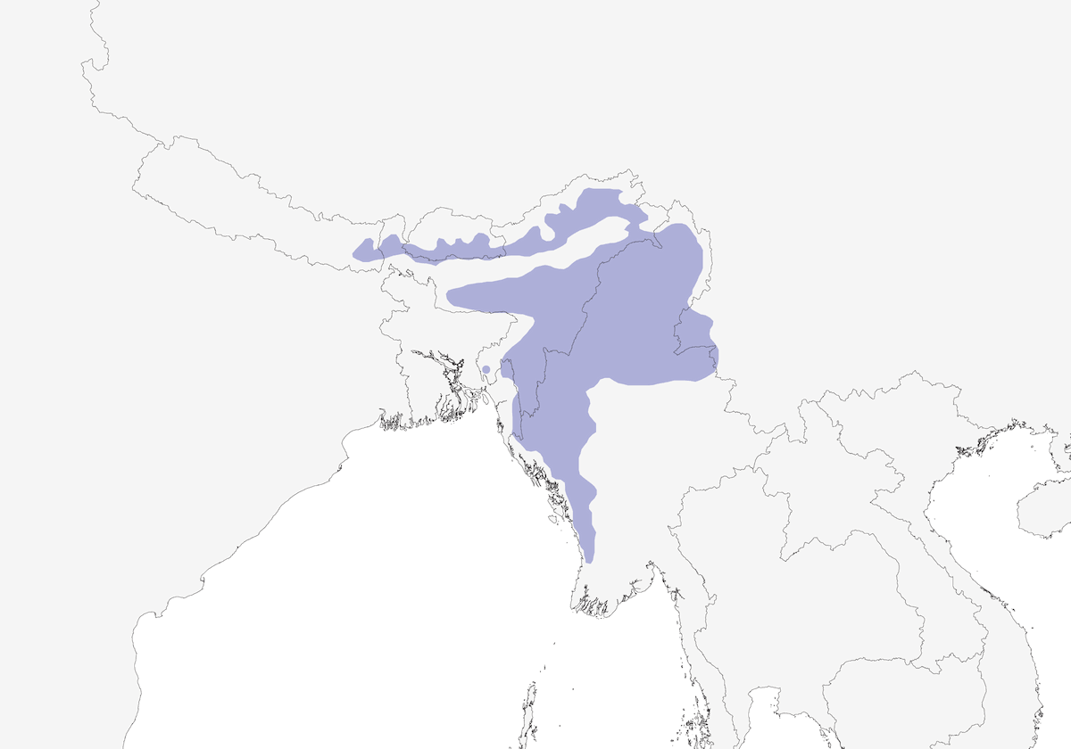 White-hooded Babbler, Distribution 1