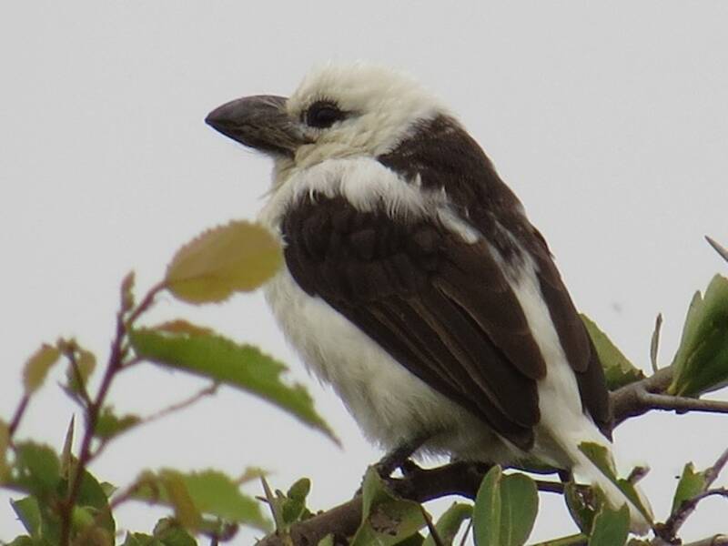Weißkopf-Bartvogel, Fotos 4