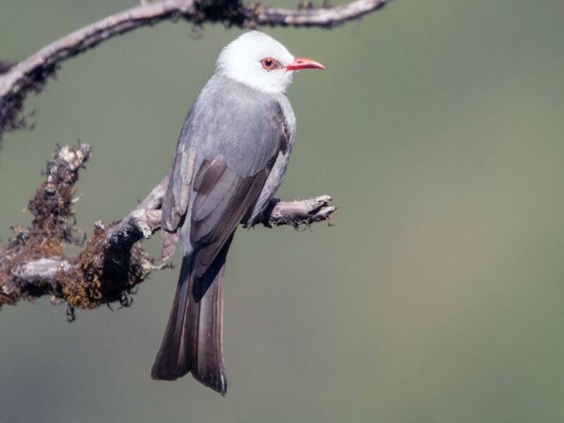 White-headed Bulbul, Photos 3