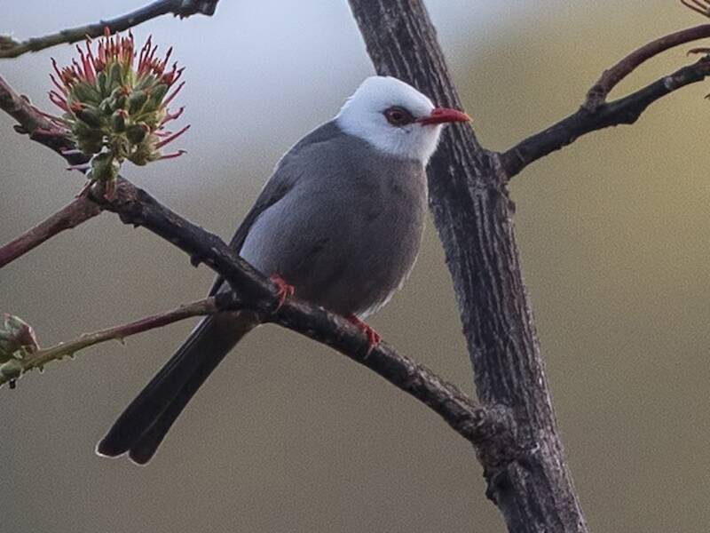 White-headed Bulbul, Photos 2