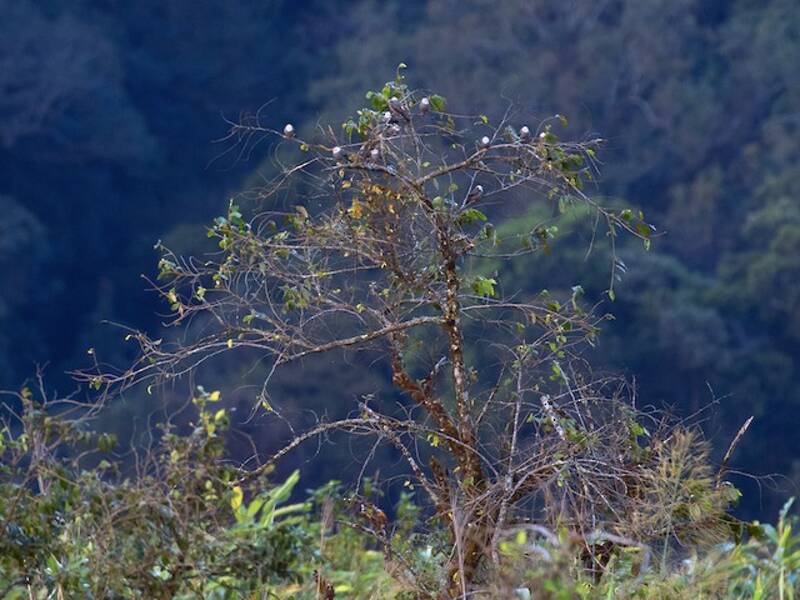 White-headed Bulbul, Photos 4