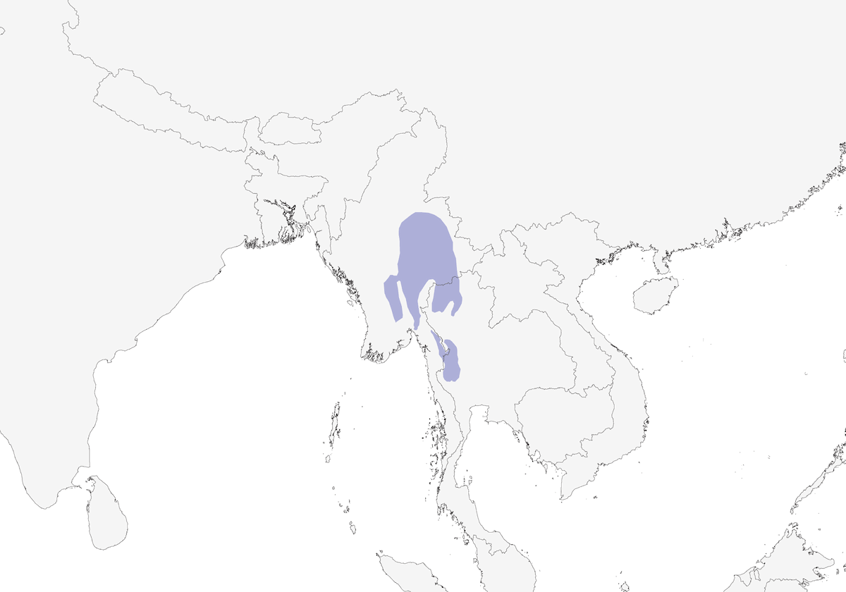 White-headed Bulbul, Distribution 1