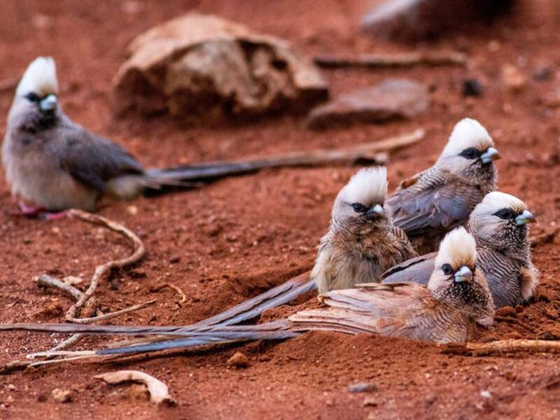 Uccello topo dalla testa bianca, Foto 4