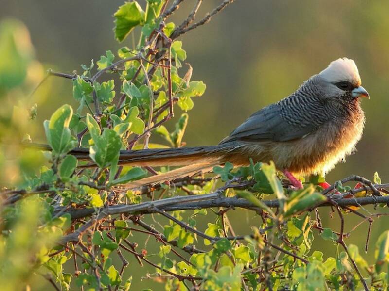 Uccello topo dalla testa bianca