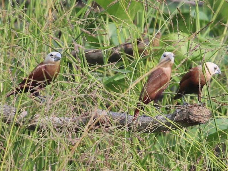 White-headed Munia
