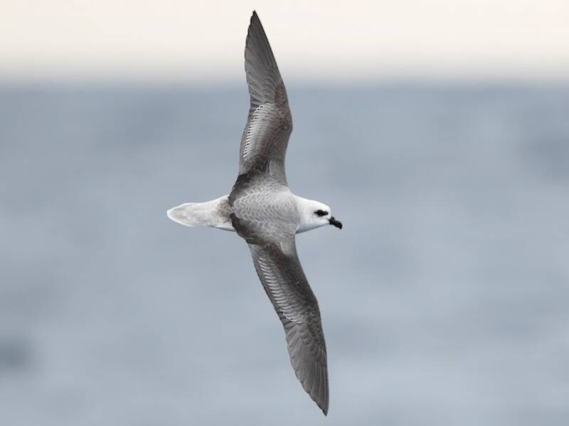 Lessonsturmvogel, Fotos 3