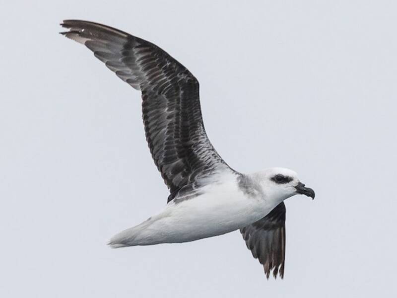 Lessonsturmvogel, Fotos 2