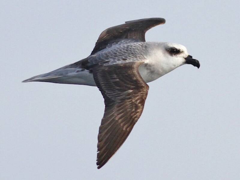 White-headed Petrel