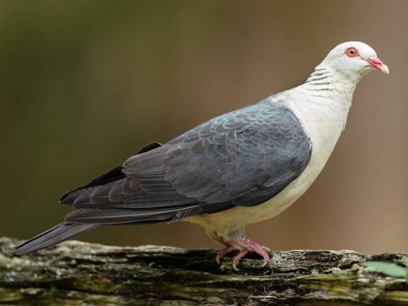 White-headed Pigeon, Photos 2