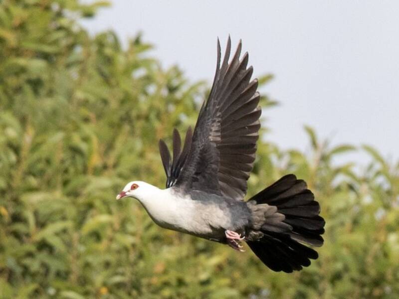 White-headed Pigeon, Photos 3