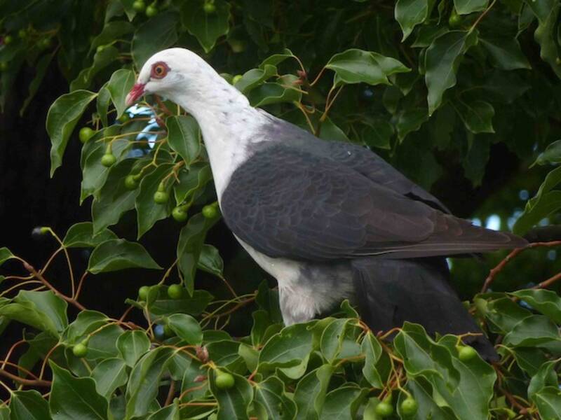 White-headed Pigeon, Photos 4