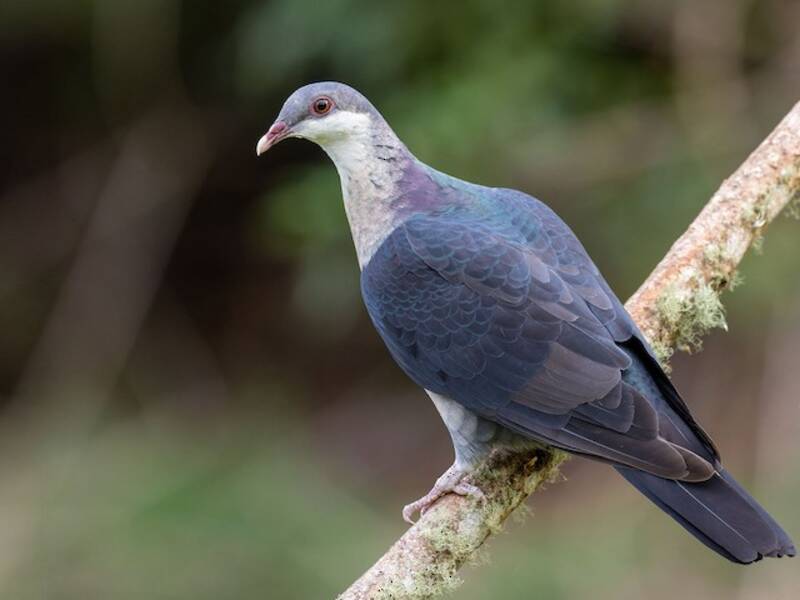 Piccione testabianca