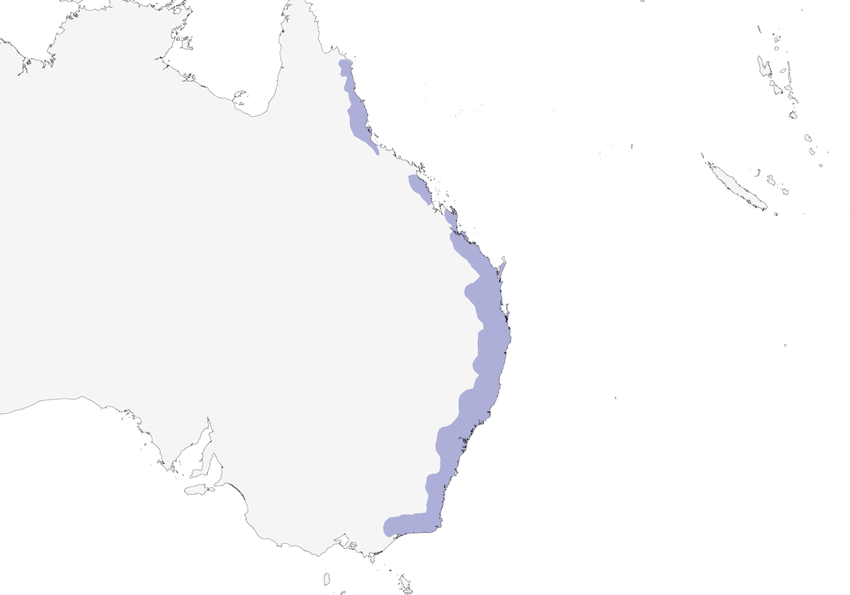 White-headed Pigeon, Distribution 1