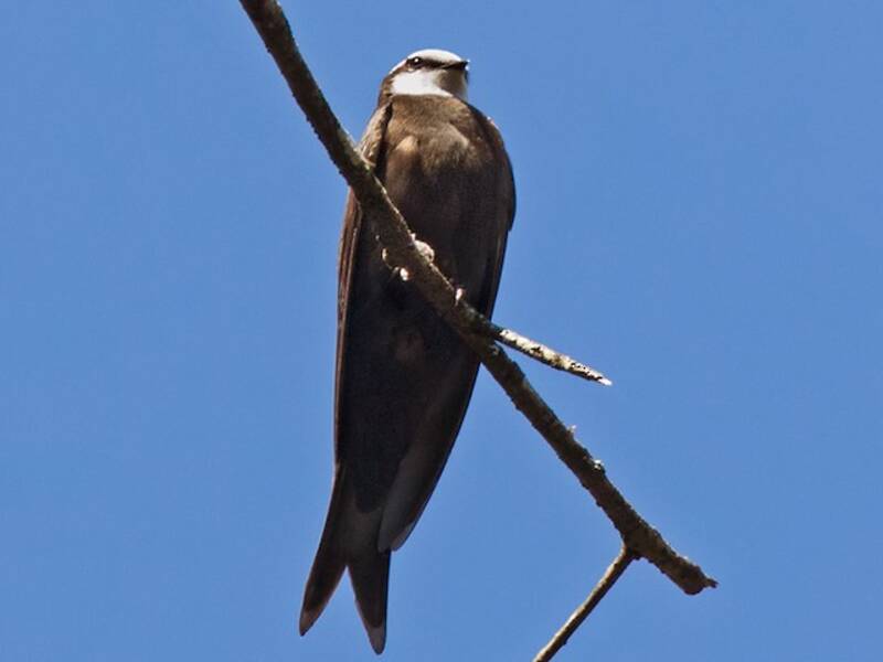 White-headed Sawwing, Photos 4