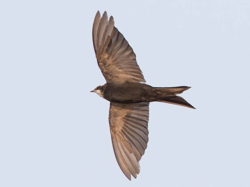White-headed Sawwing, Photos 2