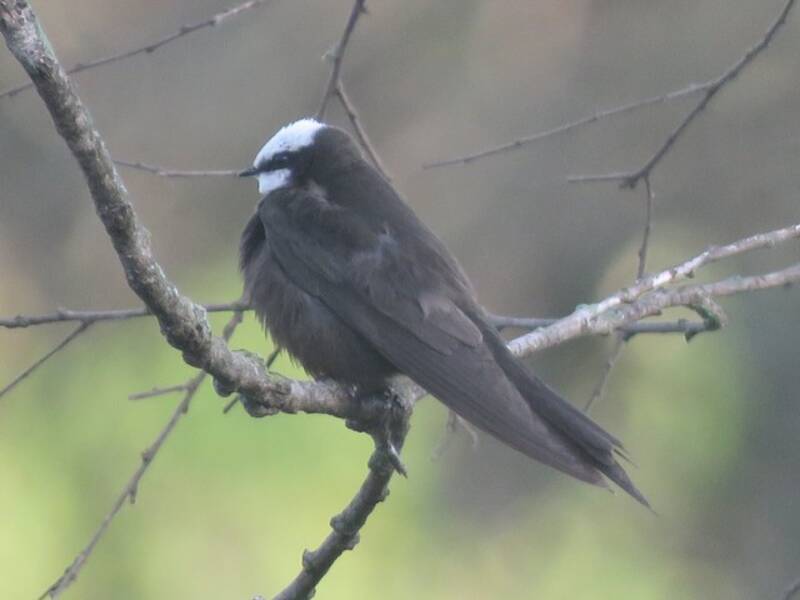 White-headed Sawwing, Photos 3