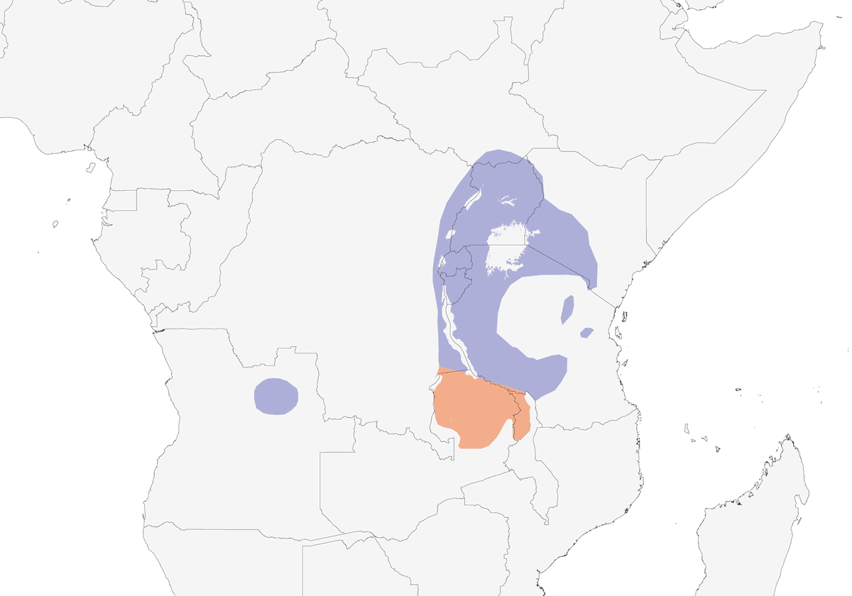 White-headed Sawwing, Distribution 1