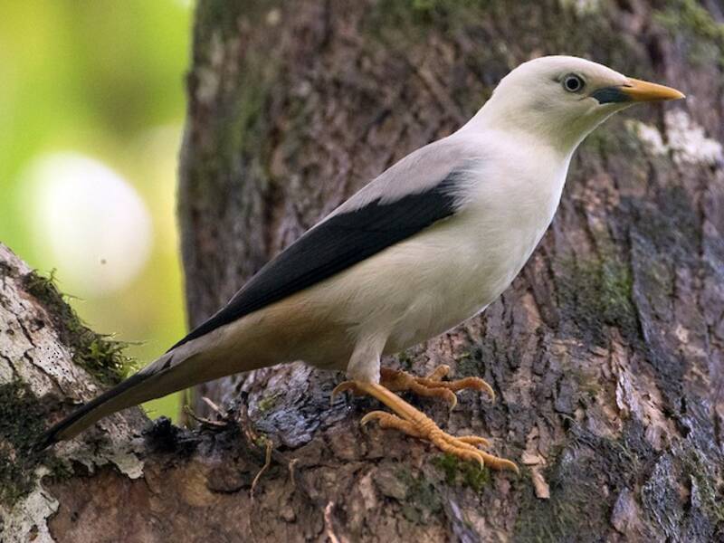 White-headed Starling