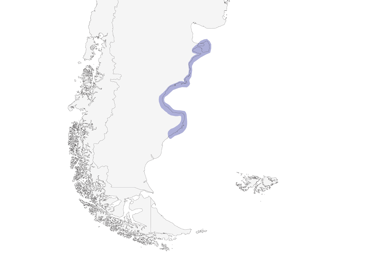Anatra vaporiera testabianca, Distribuzione 1