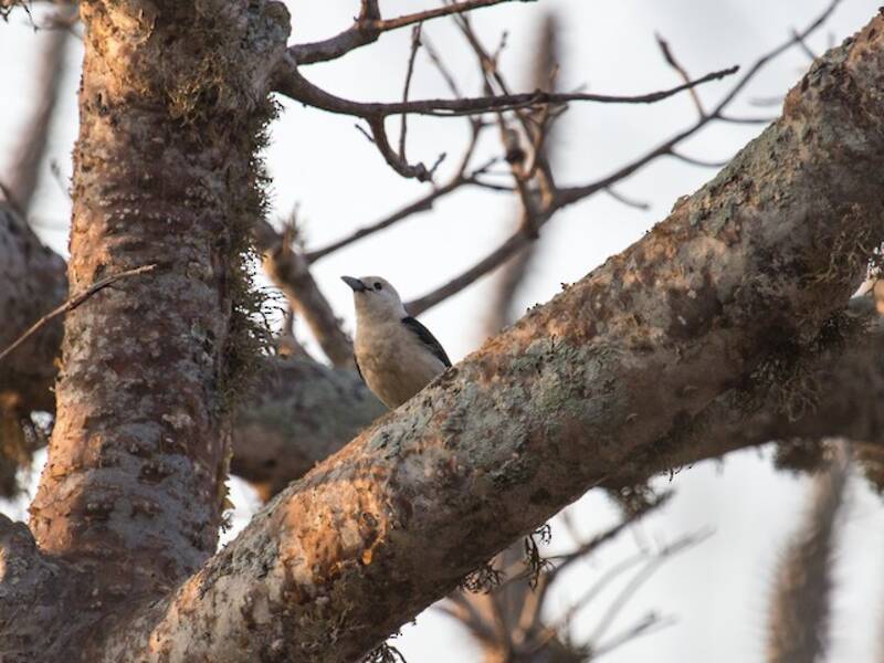 White-headed Vanga