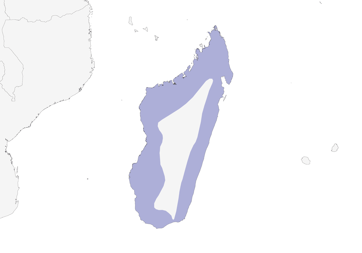 Vanga testabianca, Distribuzione 1