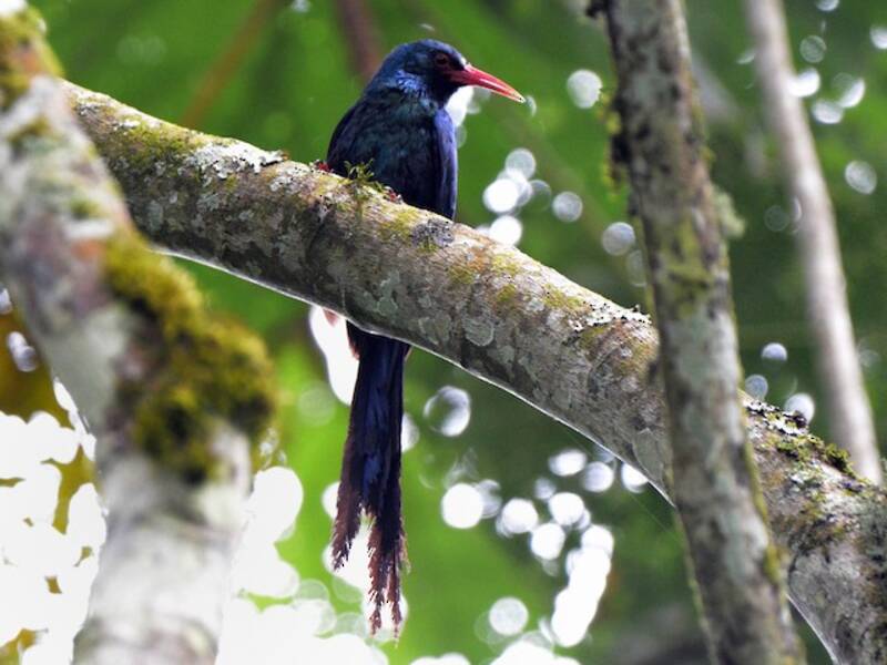 Abubilla arbórea cabeciblanca