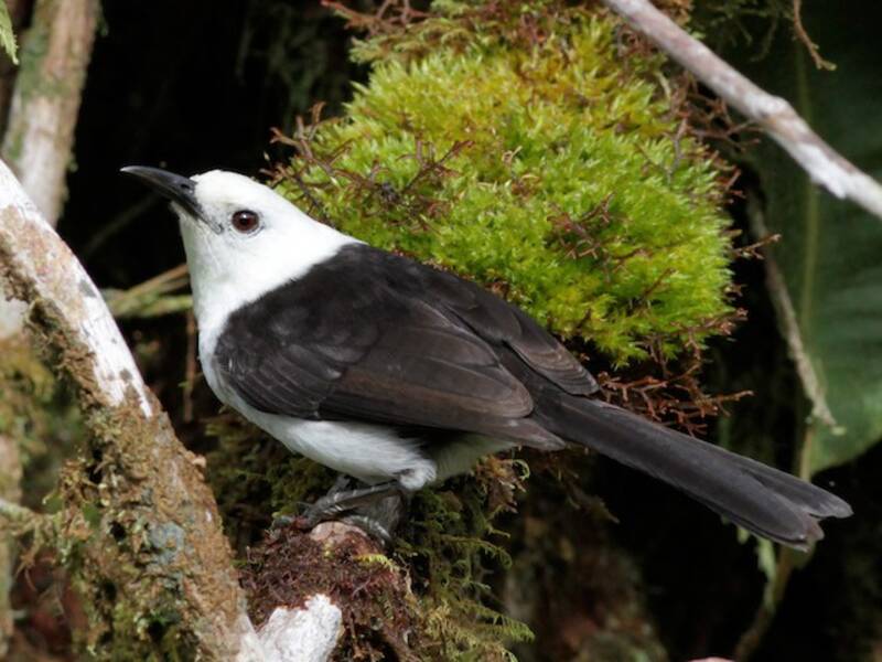 White-headed Wren, Photos 2