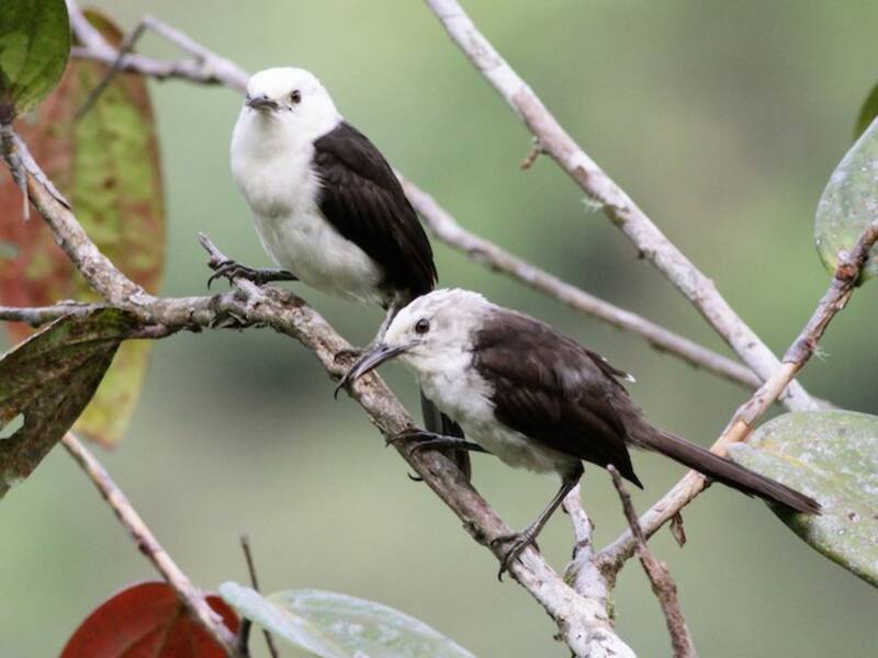 White-headed Wren, Photos 3