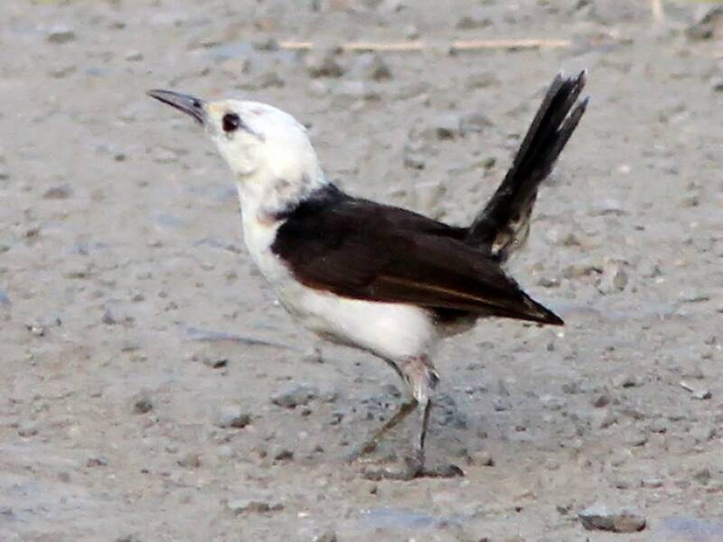 White-headed Wren, Photos 4